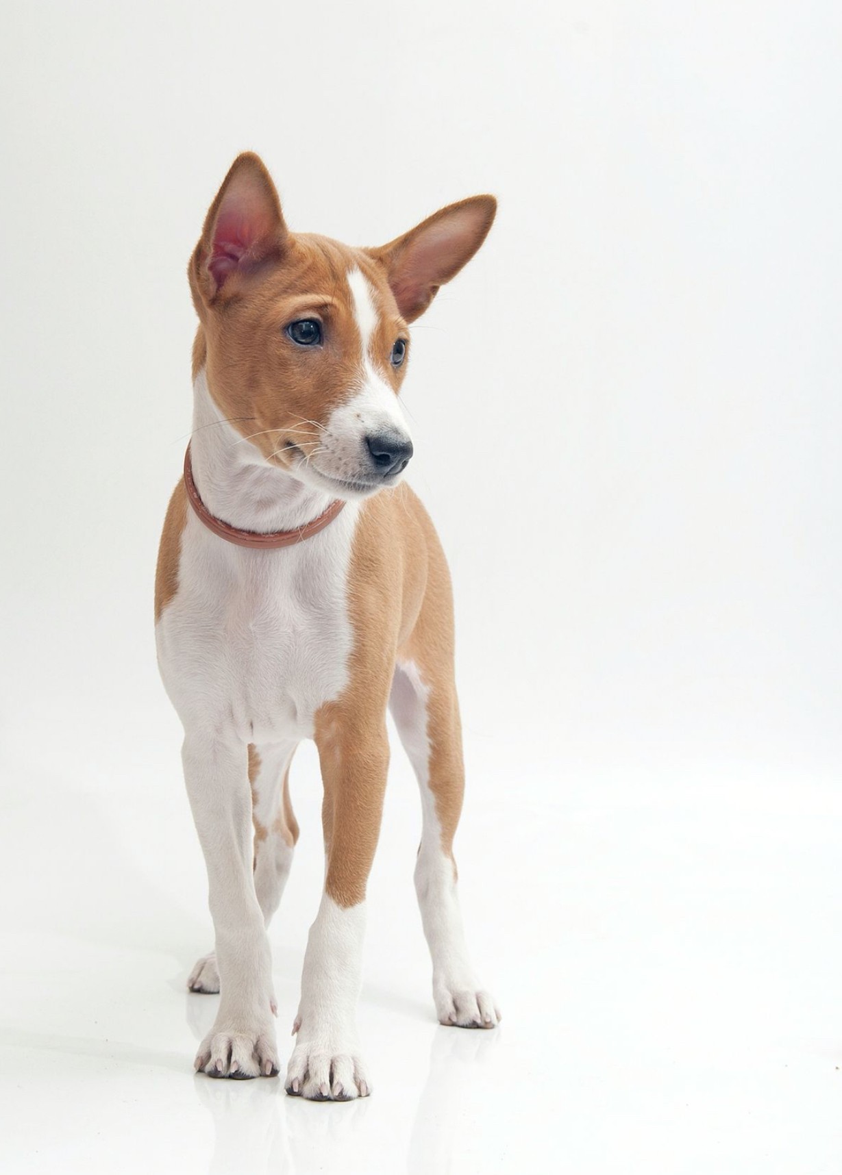 basenji pes sprievodca